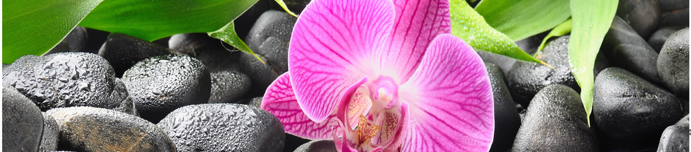 AG 28 - Орхидея № 2#Орхидеи#Цветы#Камни