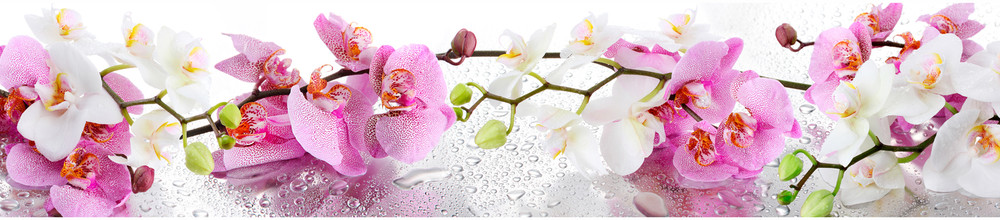 КМ 47 - Цветы#Орхидеи