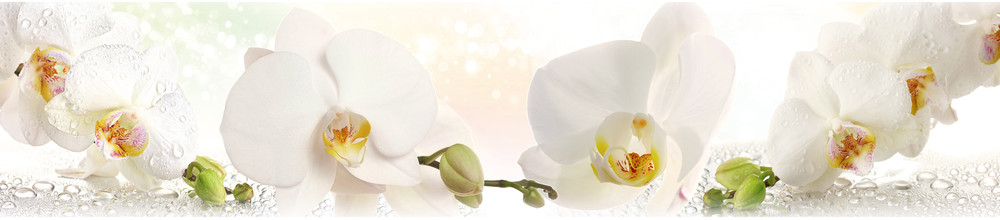 КМ 155 - Орхидеи#Капли#Цветы